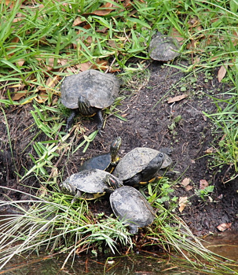 [One turtle is on the hillside about three feet from the water. A much larger one is about six inches closer to the water. Four turtles close to the water's edge are partially on top of each other.]